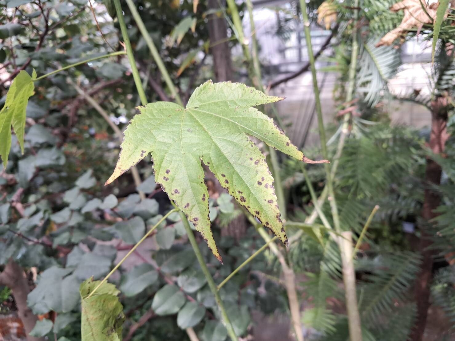 Abutilon venosum — houseplant care guide