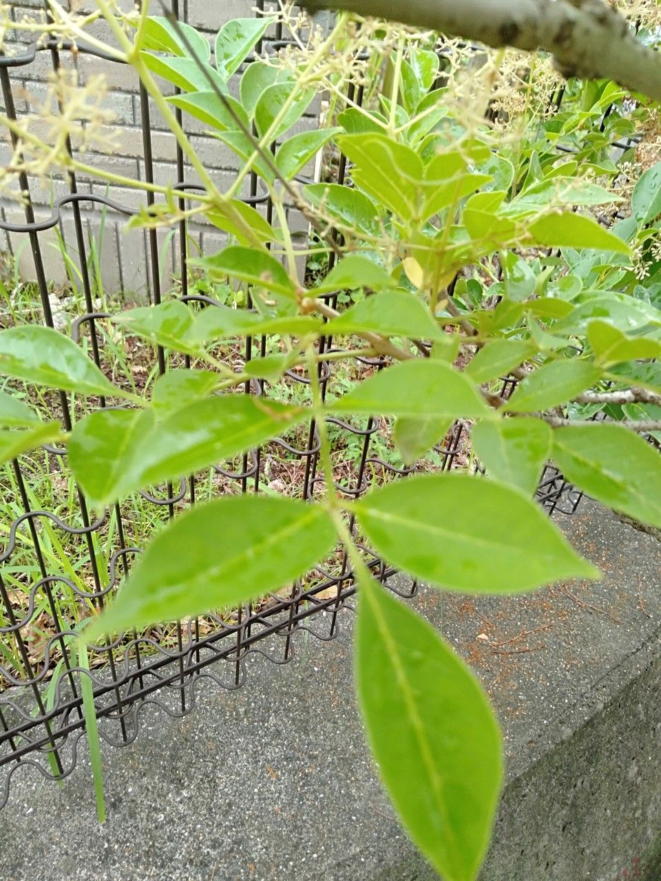Fraxinus sieboldiana — search result for 'Fraxinus'