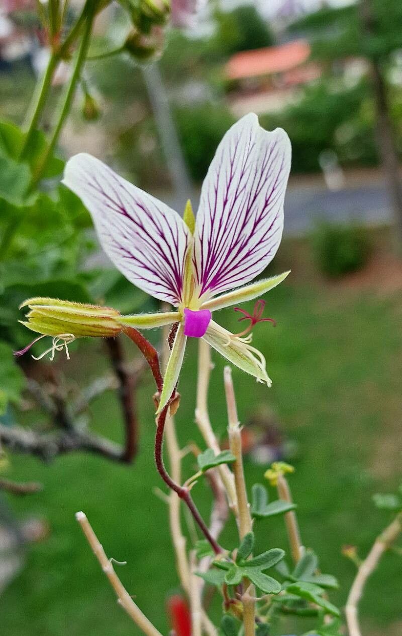 Pelargonium praemorsum — houseplant care guide