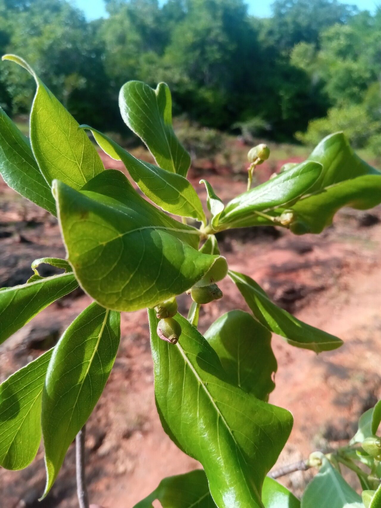 Psychotria antakaranensis leaf