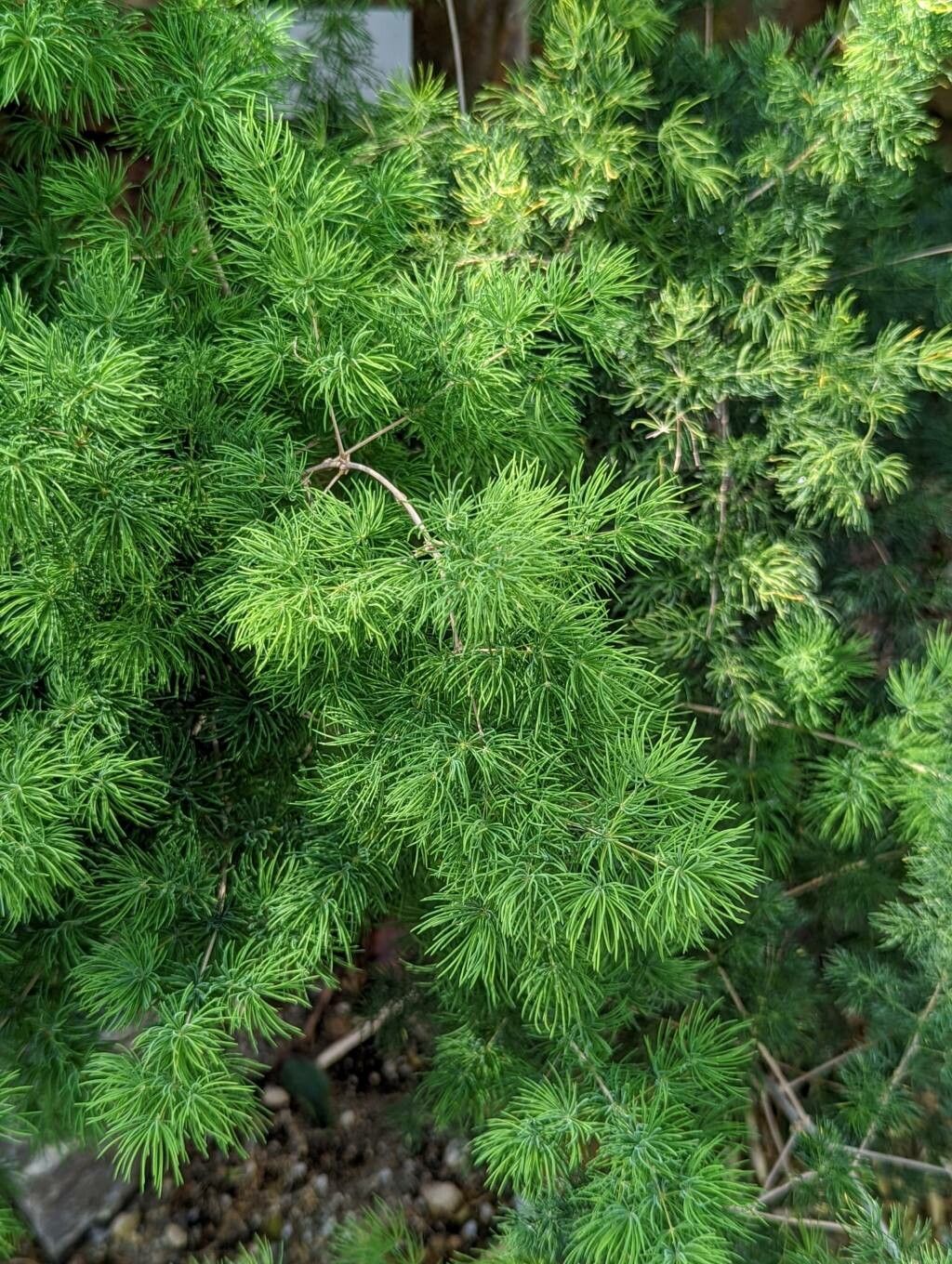 Asparagus retrofractus leaf