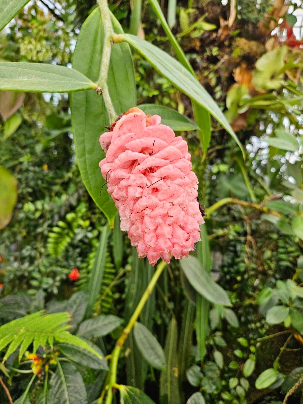 Cavendishia micayensis — houseplant care guide