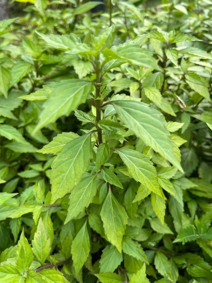 Orthosiphon aristatus — search result for 'Vietnam'