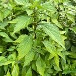 Orthosiphon aristatus