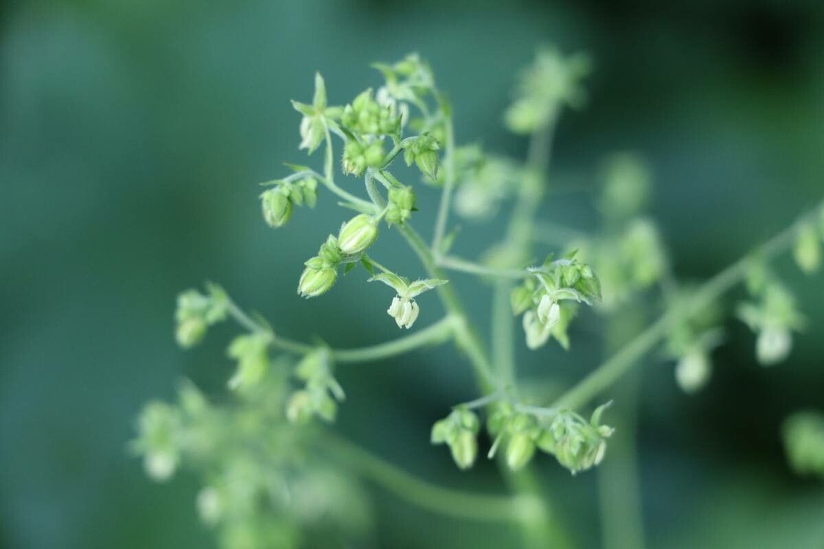 Humulus scandens flower