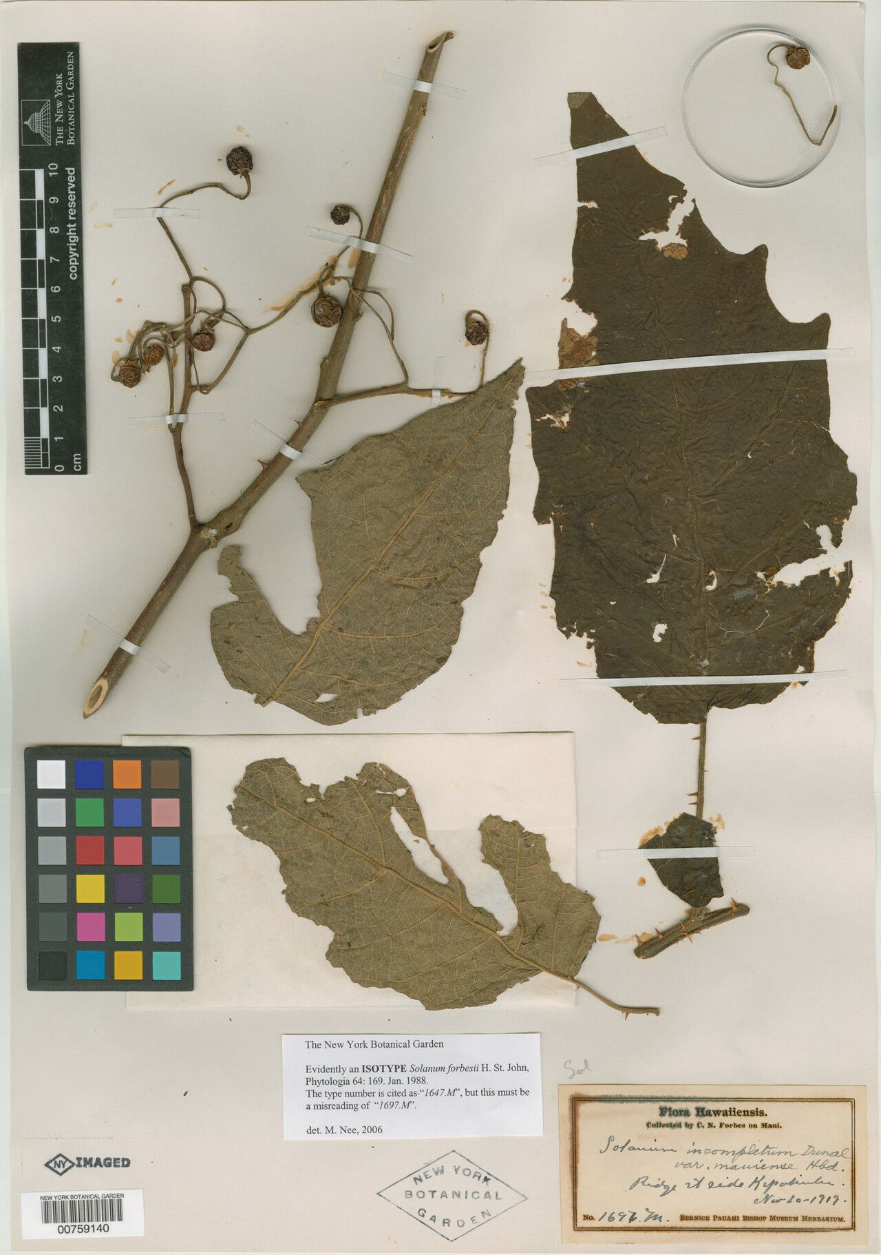 Solanum hillebrandii — houseplant care guide