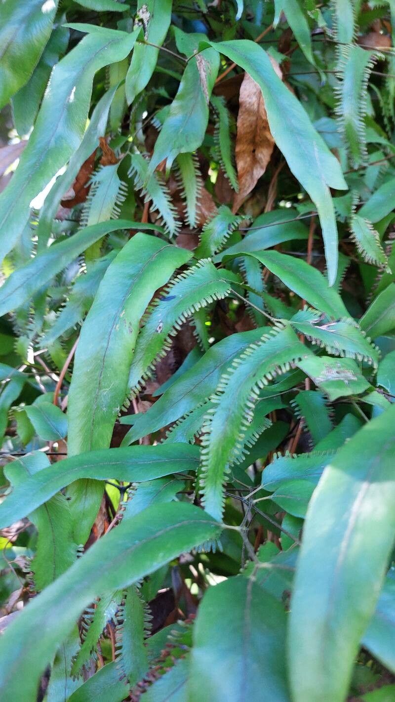 Lygodium lanceolatum leaf