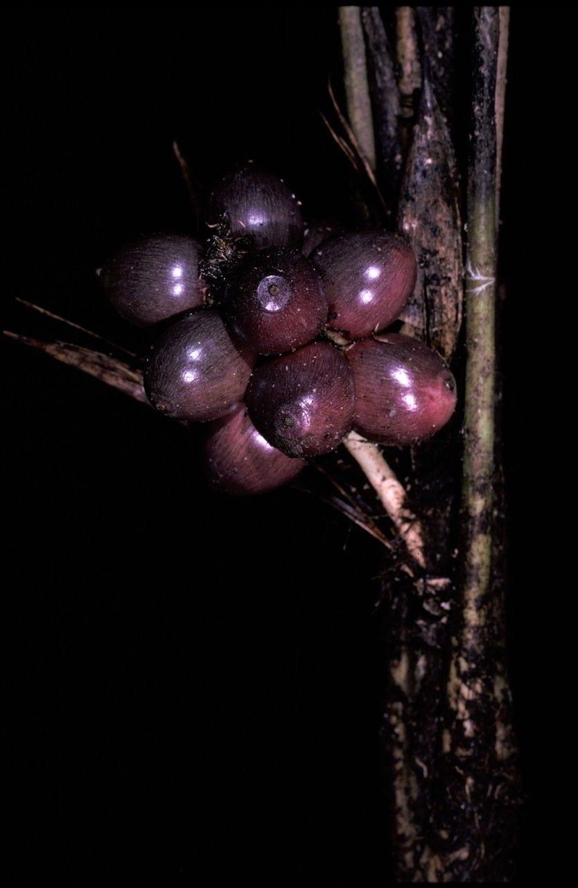 Bactris oligocarpa fruit
