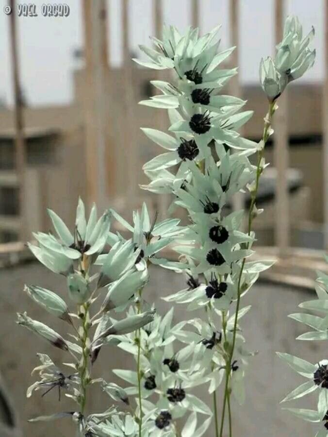 Ixia viridiflora — search result for 'Ixia'