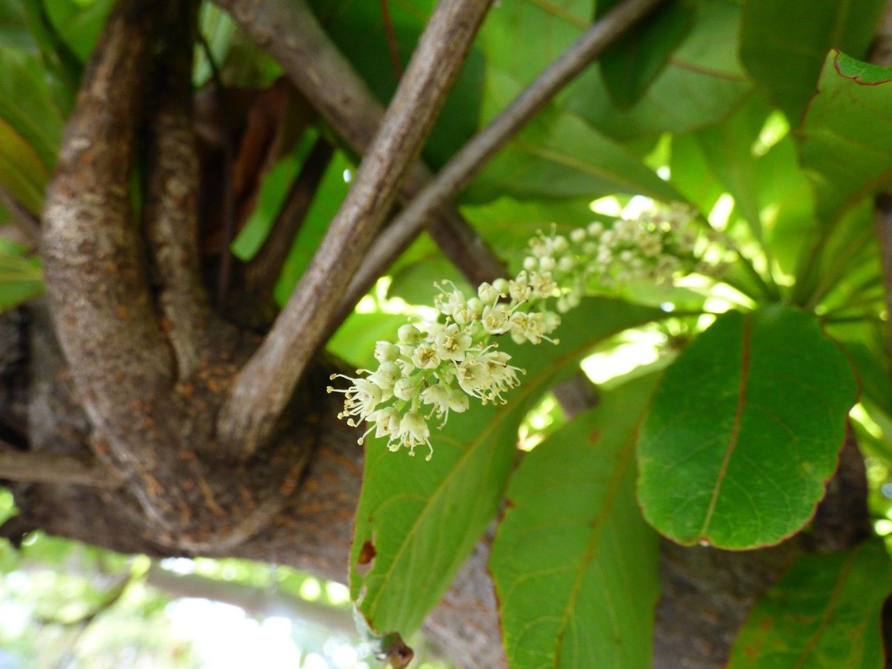 Terminalia bentzoe flower