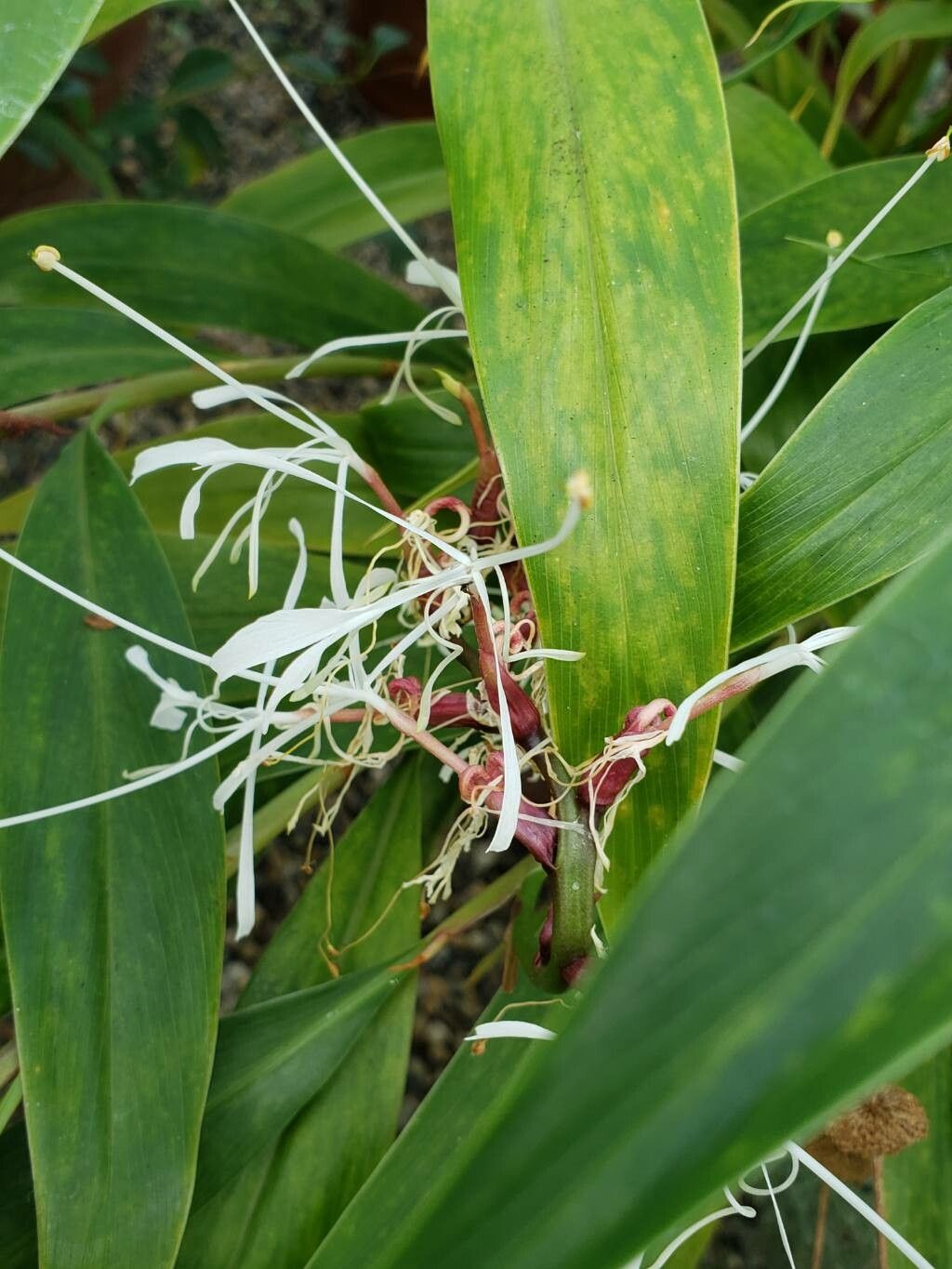 Hedychium villosum flower