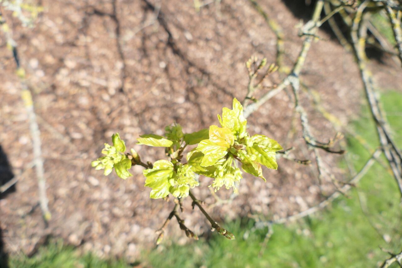 Acer × coriaceum — search result for 'Acer'