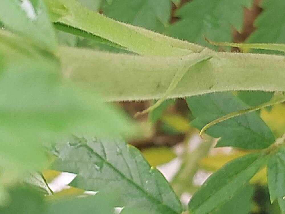 Melianthus dregeanus bark