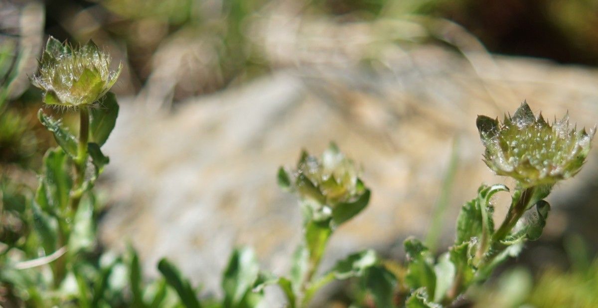 Jasione crispa fruit