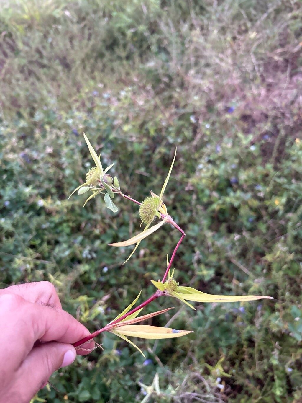Spermacoce capitata leaf