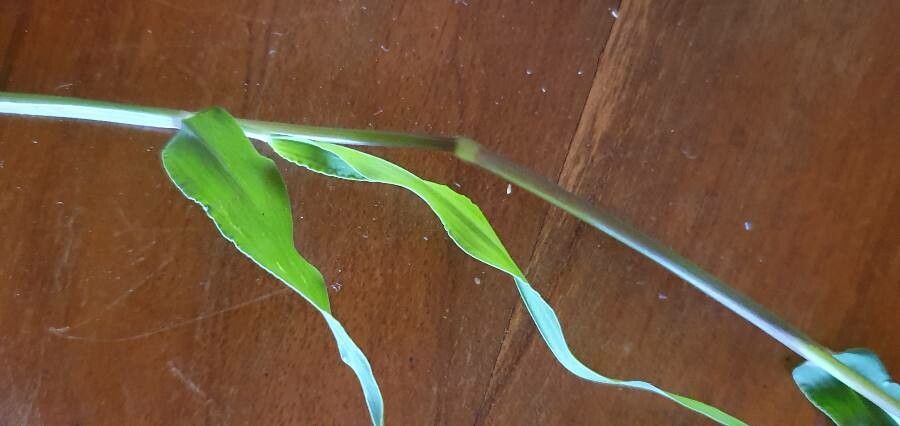 Eriochloa meyeriana — related species from the same genus