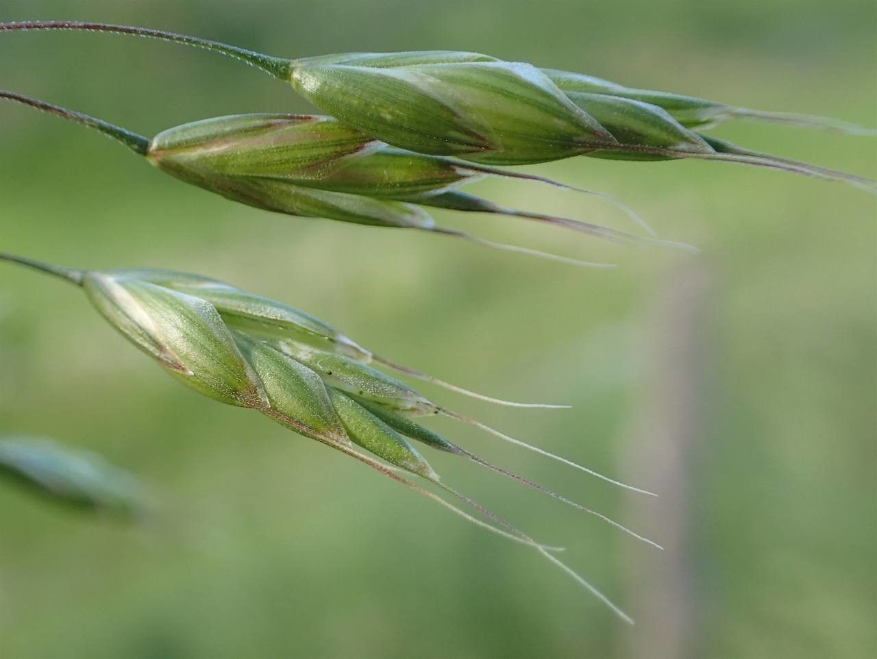 Bromus commutatus fruit
