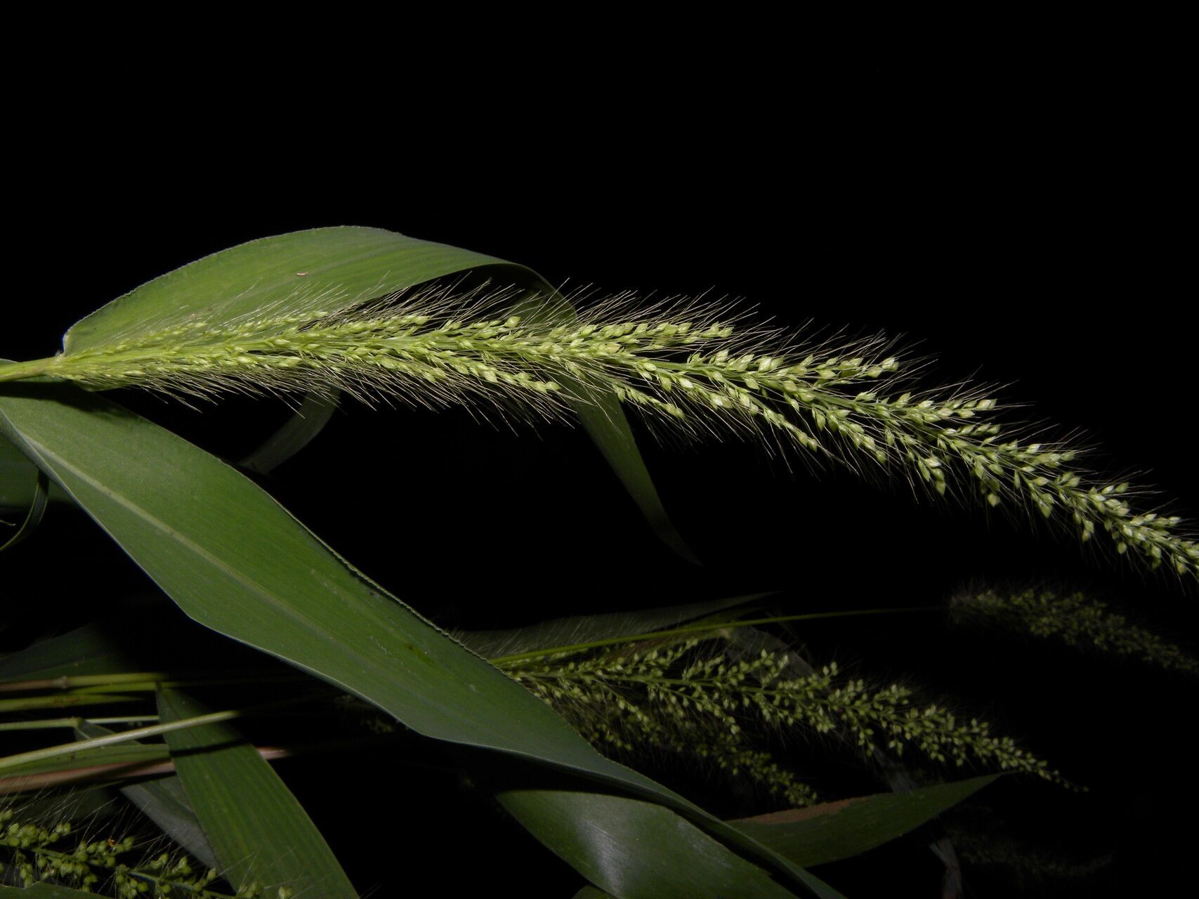 Setaria liebmannii flower