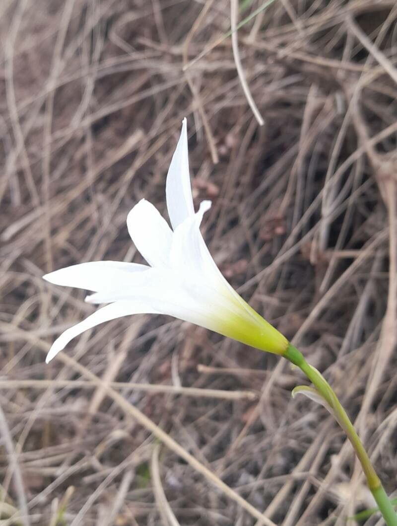 Zephyranthes mesochloa flower