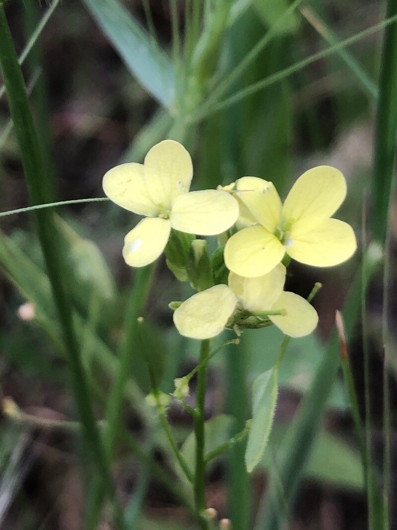 Biscutella auriculata flower