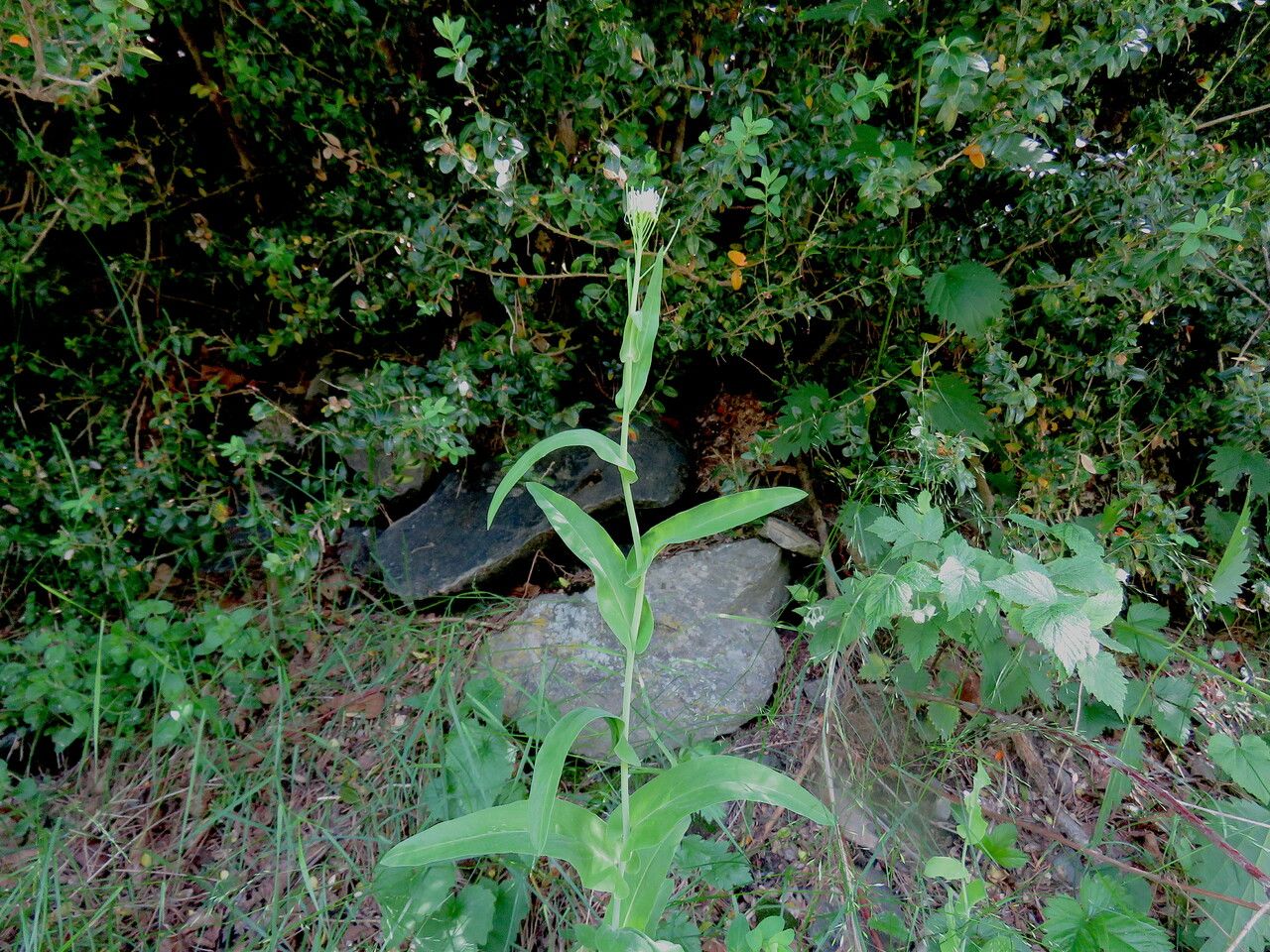 Fourraea alpina — search result for 'Croatia'