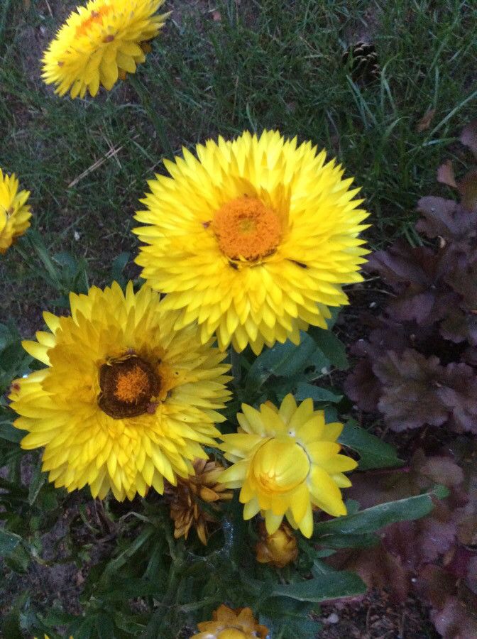 Helichrysum bracteatum flower