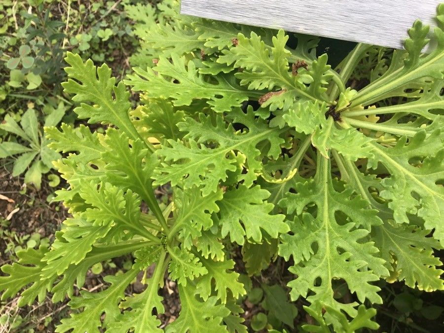 Pimpinella junionae — search result for 'Pimpinella'