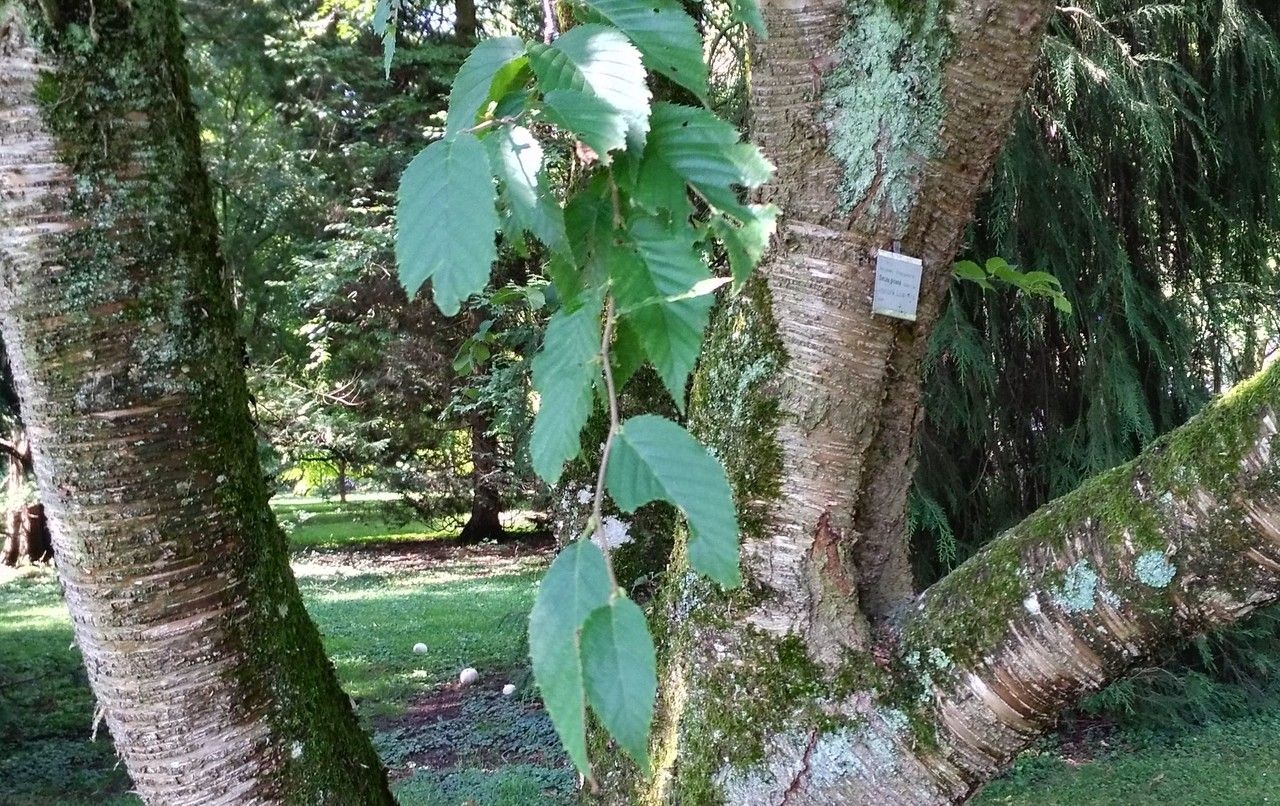 Betula grossa leaf
