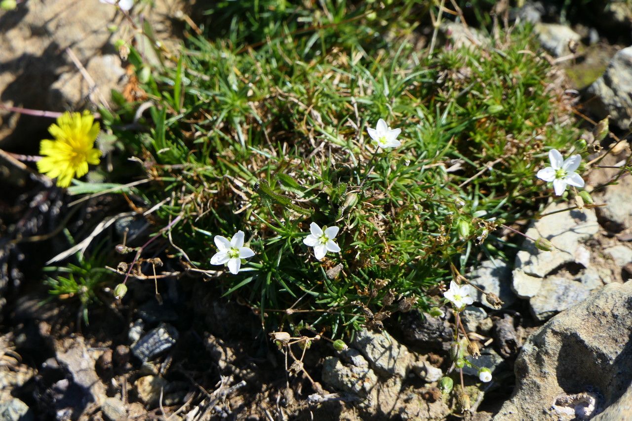Sagina merinoi habit