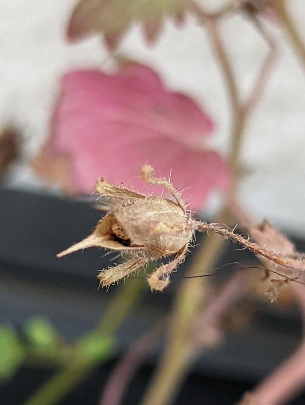 Phacelia campanularia fruit