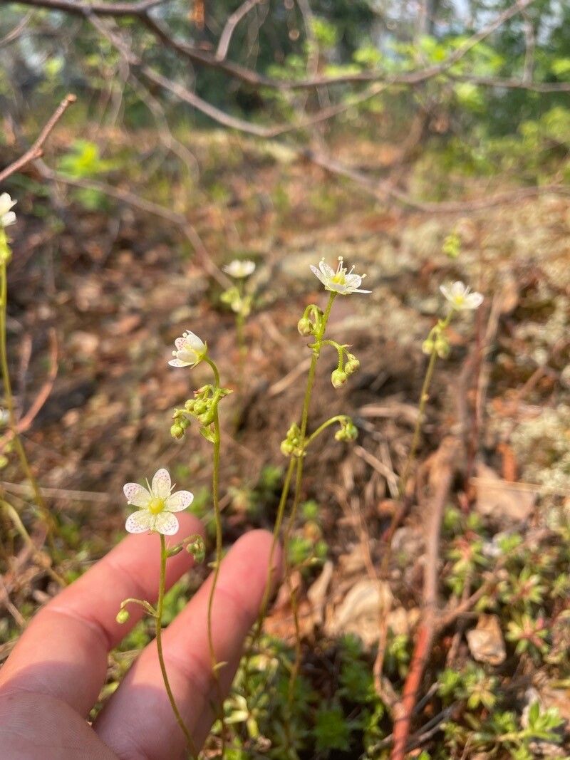 Saxifraga tricuspidata flower