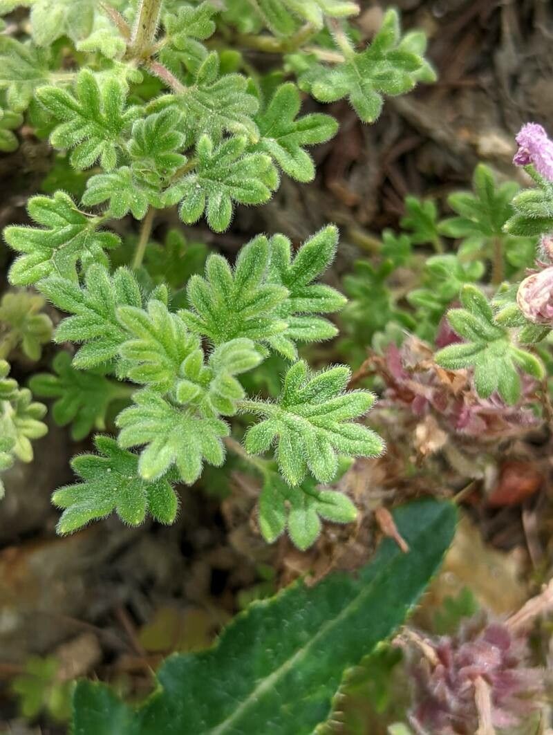 Dracocephalum botryoides — related species from the same genus