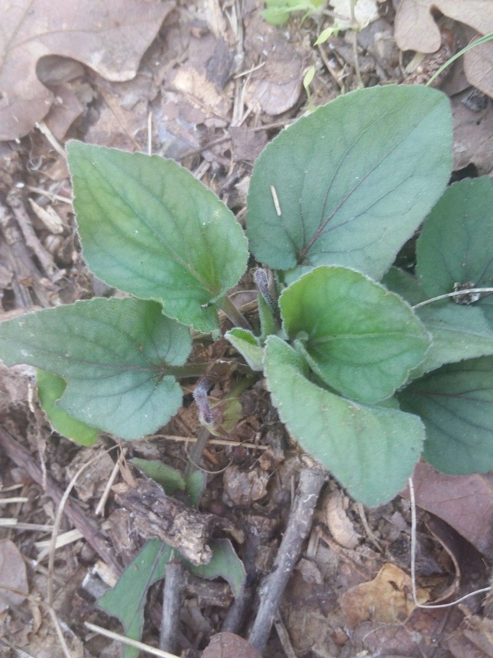 Viola villosa leaf