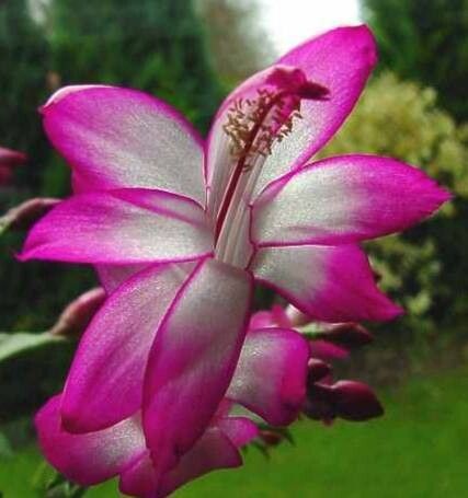 Schlumbergera kautskyi flower