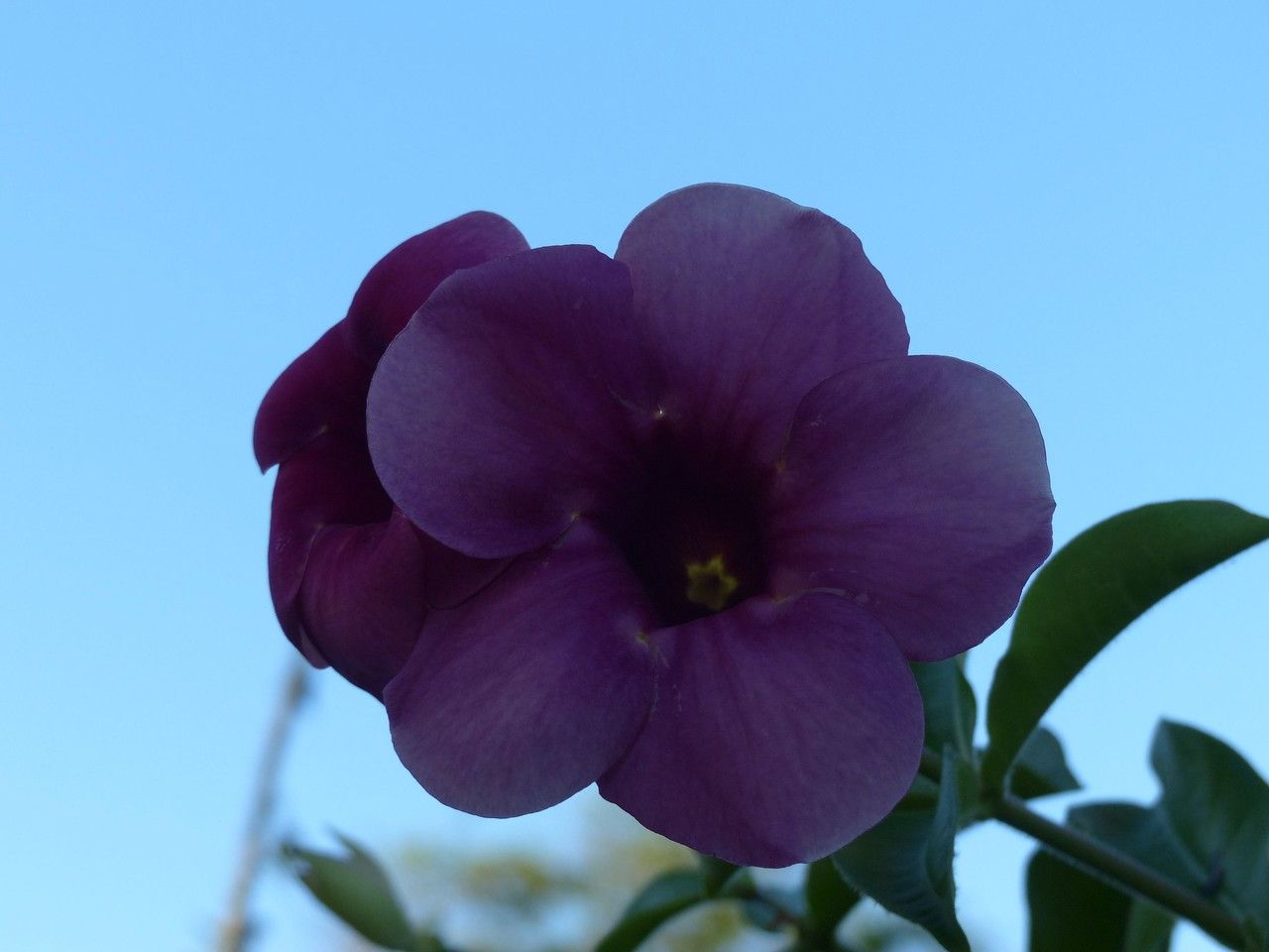 Allamanda blanchetii flower