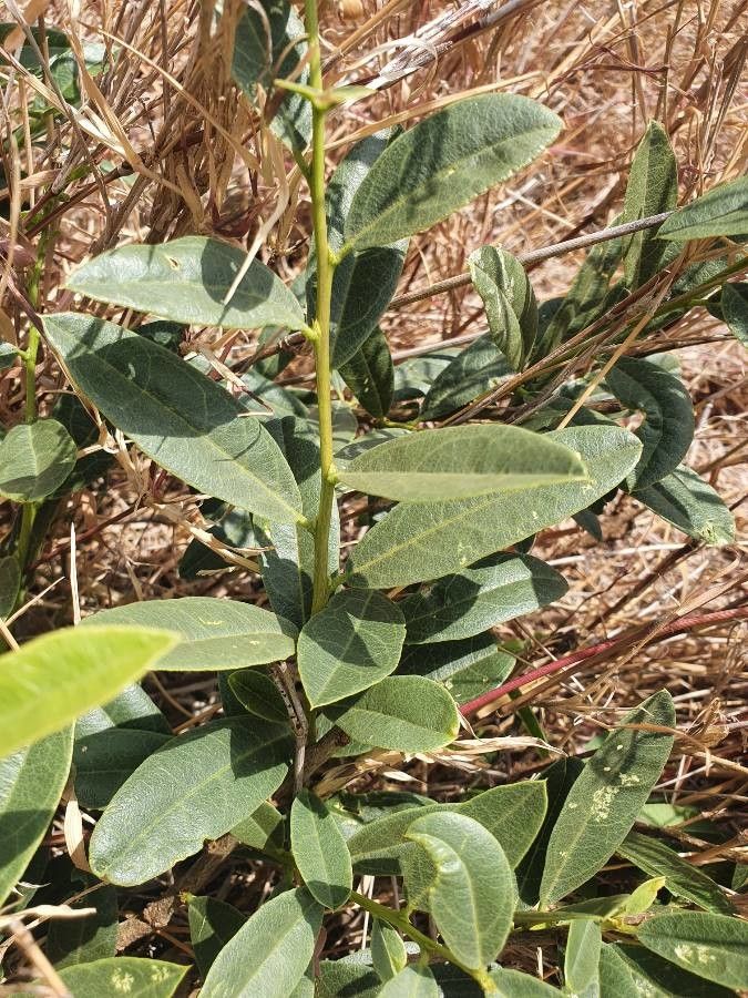 Boscia mossambicensis — search result for 'Capparaceae'