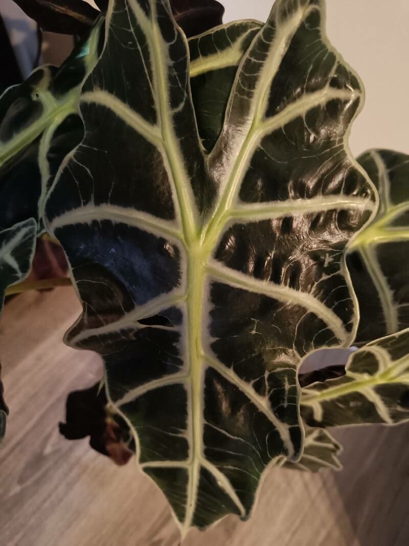 Alocasia spp. leaf
