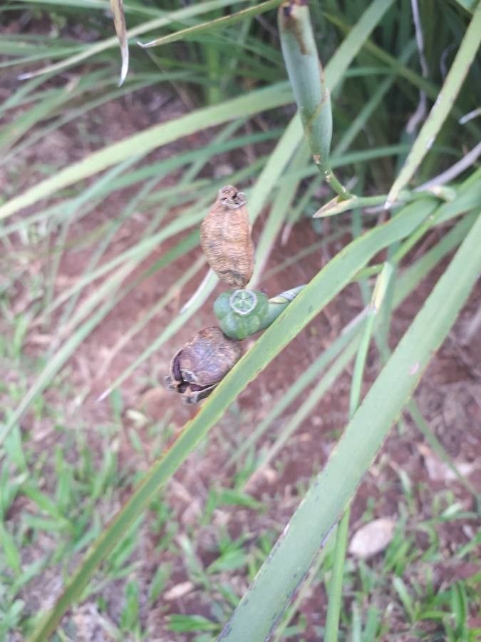 Dietes bicolor fruit