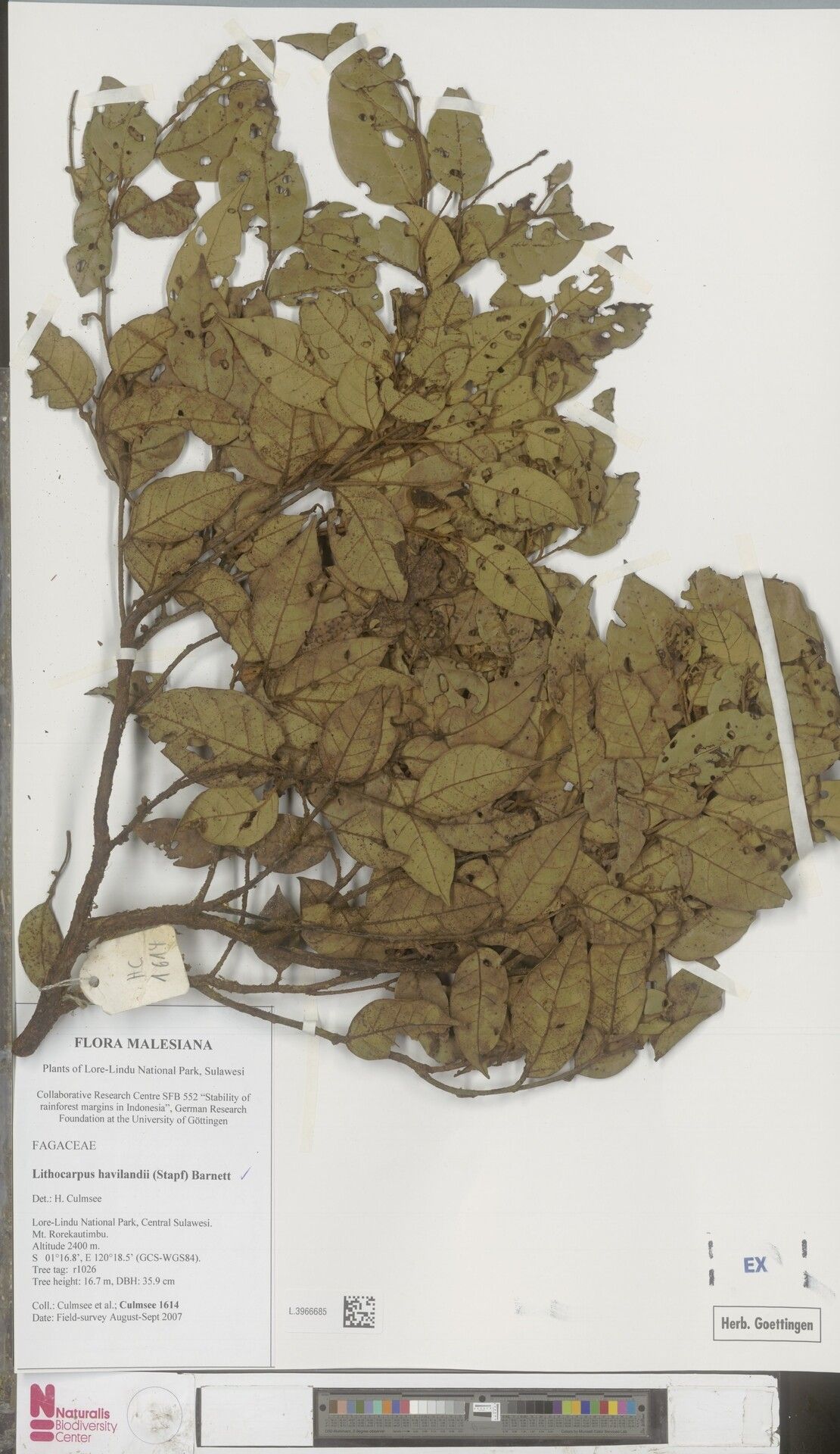 Lithocarpus havilandii — search result for 'Lithocarpus'