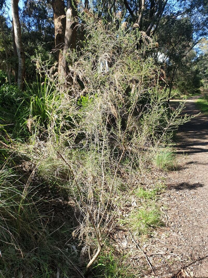 Cassinia arcuata habit