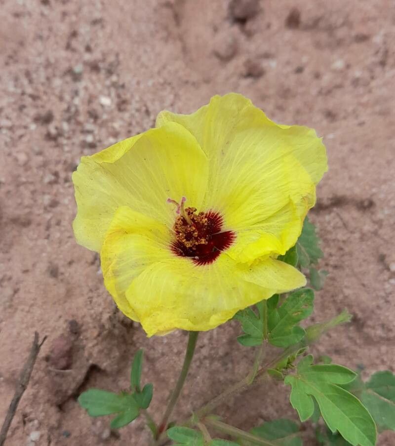 Cienfuegosia saraviae flower