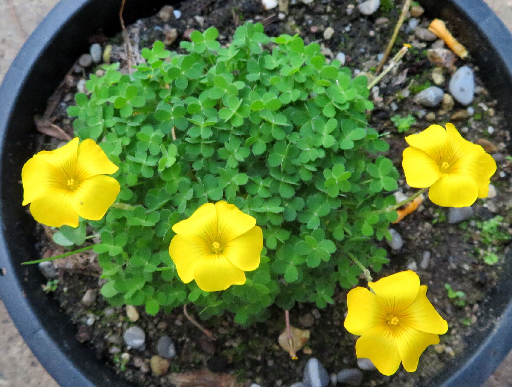 Oxalis perdicaria habit