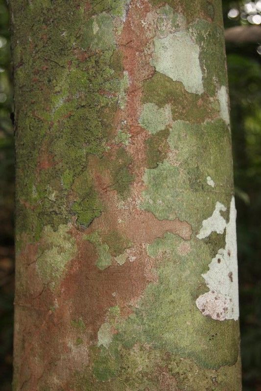 Protium gallicum bark