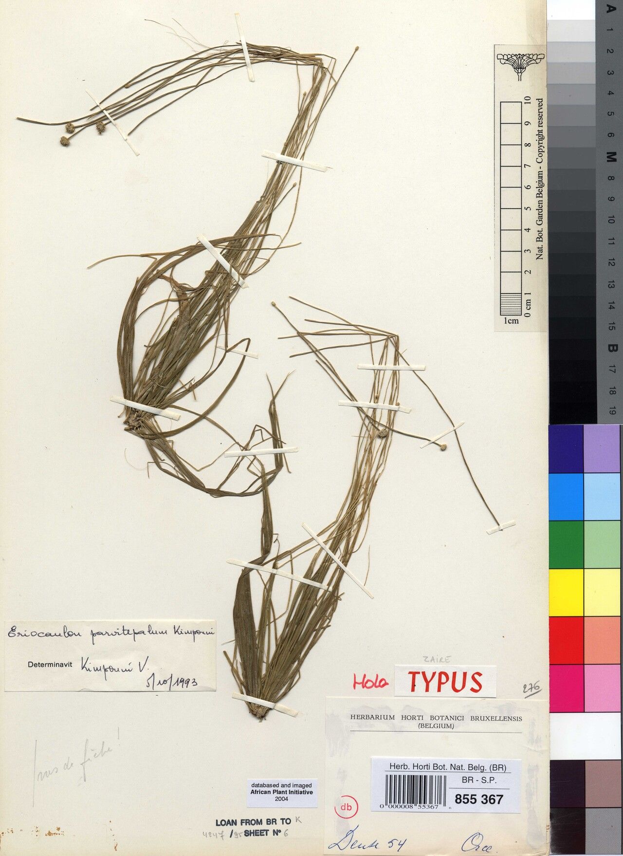 Eriocaulon parvitepalum — houseplant care guide