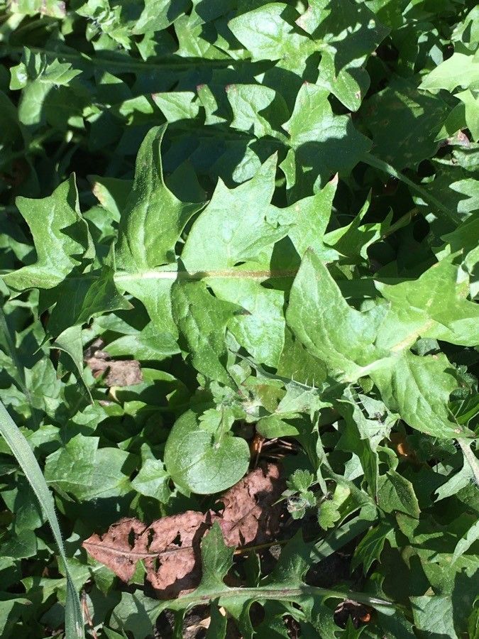 Hyoseris radiata — related species from the same genus