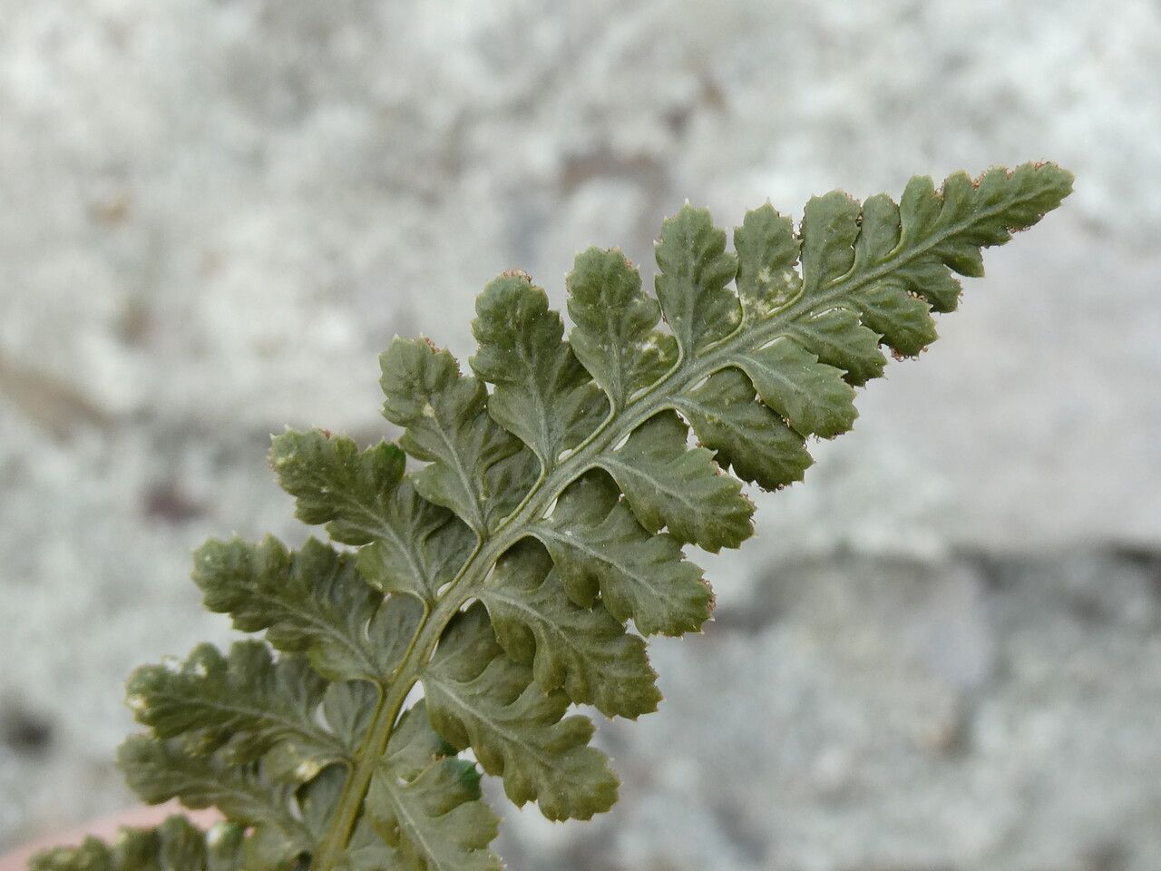 Asplenium foreziense — houseplant care guide