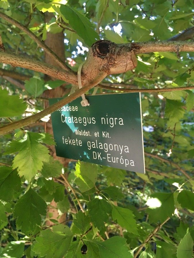 Crataegus nigra bark