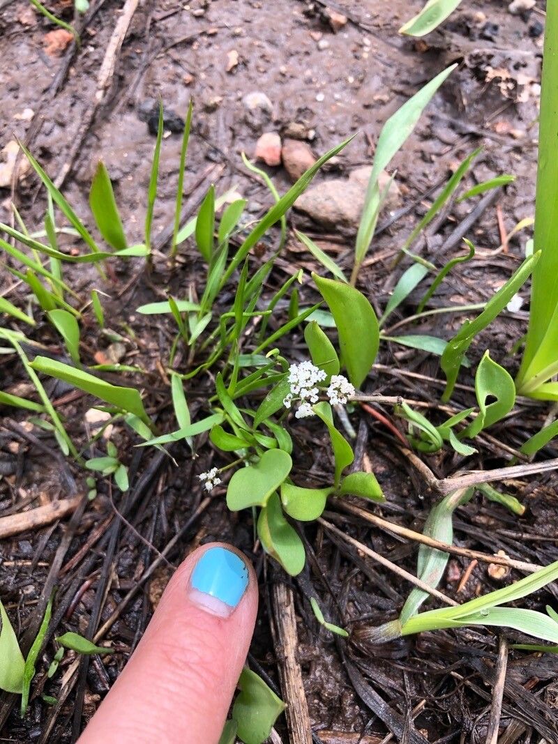 Limnosciadium pumilum — houseplant care guide