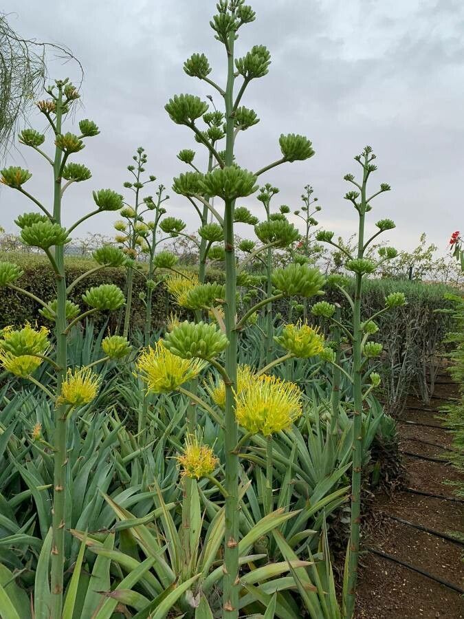 Agave deserti flower