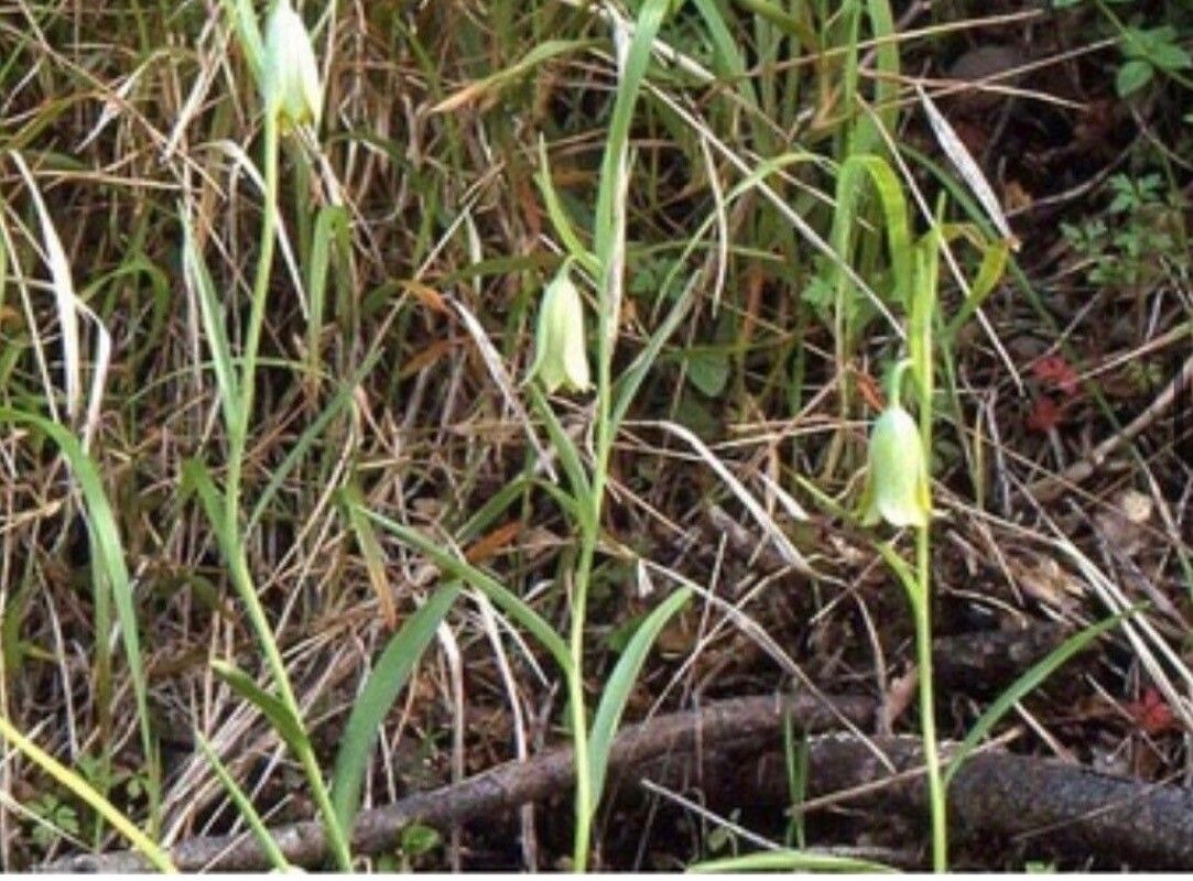 Fritillaria alfredae
